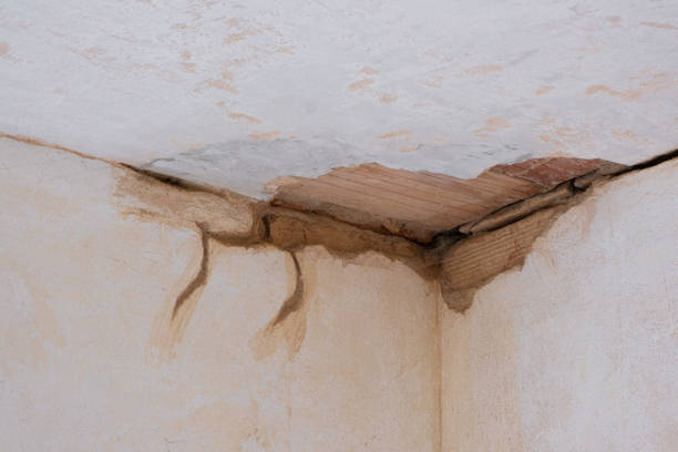 Best Professional water damage repair  in Mayo, FL